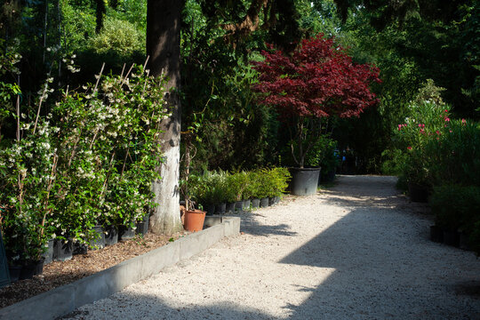 The park of rose, Tbilisi 