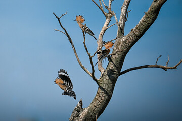 Action shot of three hoopoes interacting and flying around a bare tree against blue sky © Botond