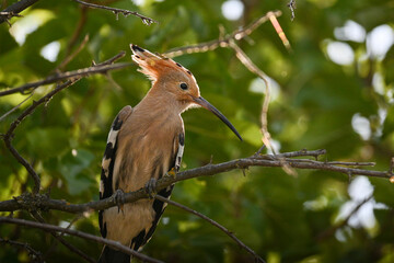 Title: Close-up profile portrait of a beautiful hoopoe in a vertical frame © Botond