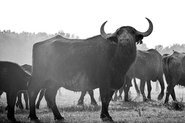 Black and white backlit portrait of a buffalo looking at camera with calf between legs in dusty surroundings © Botond