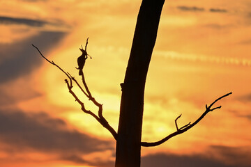 Silhouette of a hoopoe perched on a bare tree branch during a dramatic sunset © Botond