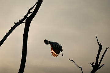Action shot of a hoopoe in flight with a beetle in its beak and sunlit wings from behind © Botond