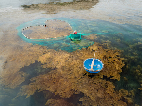 Fishing on Sargassum Sea in Nhon Hai, Quy Nhon, Vietnam