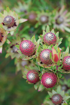 Protea Magnifica