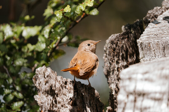 Wren on Tree Stump