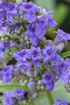 Closeup on the vibrant blue flowers of the Monk's pepper shrub, Vitex agnus-castus
