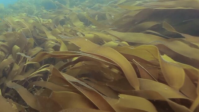 Immerse yourself in an underwater exploration. Watch as kelp sways serenely within its natural habitat. This lush environment thrives in the Pacific Ocean.