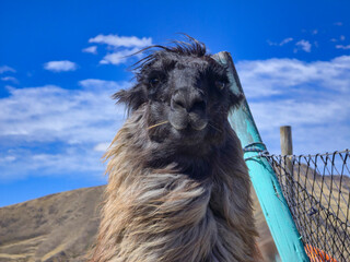 Close-up of a black llama with long fur tied to a wooden fence under a blue sky © WILL PHOTOGRAPHY