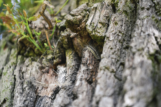 Haarige Raupe versteckt sich in Baumrinde neben Spinnennetz
