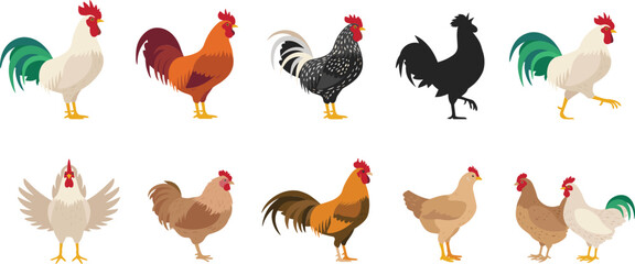 Rooster and chicken vector set collection illustration isolated on white background for farm design food concept © Sujon Shah