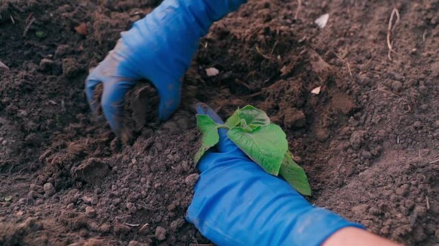Woman in blue rubber gloves planting physalis seedling top view 
