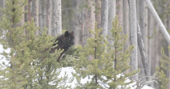 Gray Wolf, dark morph, Black Wolf, taken in Yellowstone National Park