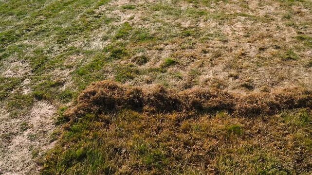 Damaged lawn with raked dry thatch piles in early spring 