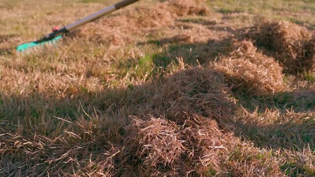 Raking piles of dry dead grass from lawn with fan rake close-up 