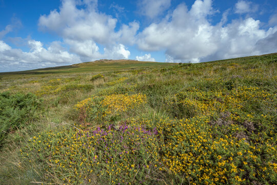 Wildl flowers growing at the bast of Cox Tor in Dartmoor