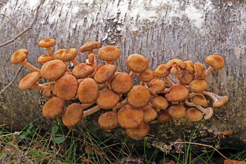 Edible agaric honey on birch © ElenKa