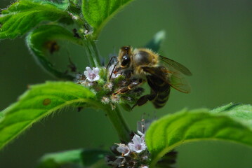 Mentha plant © Rainbow7