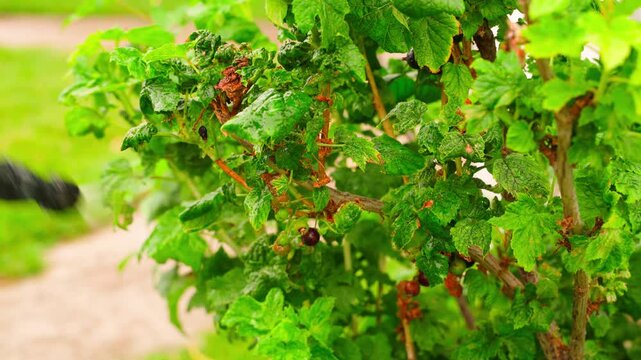 Spraying currant bush with sprayer garden pest and disease treatment close-up 