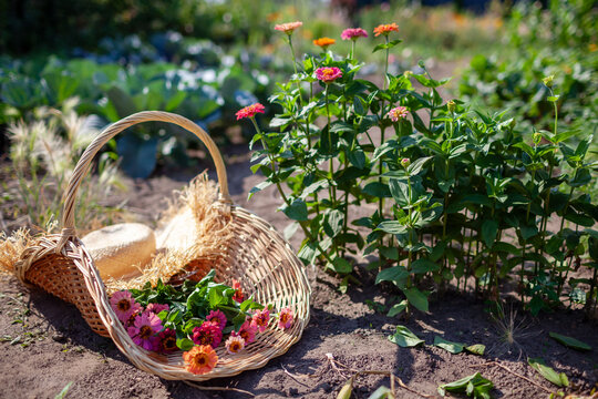 Close up of wicker trug filled with zinnia harvest. Picking flowers using handwoven gathering basket and pruner in summer garden.