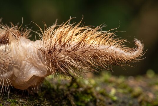 Extreme macro of a translucent hairy appendage on a monkey slug caterpillar
