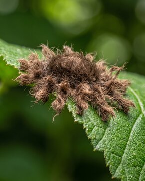 Lateral flat profile of a bizarre fuzzy moth larva resting on leaf edge