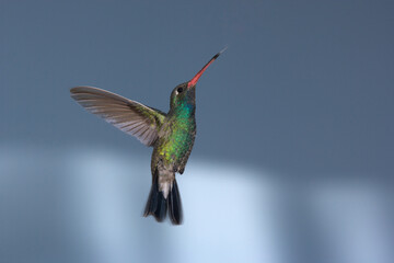 Fototapeta premium Broad-billed hummingbird in flight