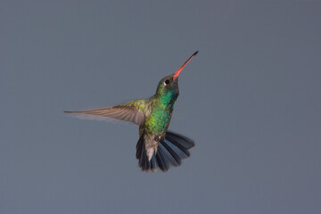 Fototapeta premium Broad-billed hummingbird in flight