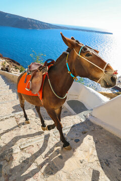 A donkey climbs the steep stone steps from Ammoudi Bay in Santorini, Greece, carrying supplies under bright Mediterranean sunlight above the Aegean Sea.