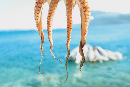Octopus tentacles hang to dry above the Aegean Sea in Santorini, Greece, a traditional Mediterranean practice blending coastal culture and cuisine.