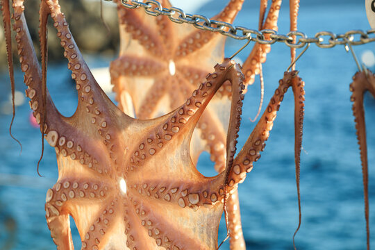 Octopus hangs from a chain to dry in the sun above the Aegean Sea in Santorini, Greece, reflecting traditional Mediterranean fishing and culinary heritage.