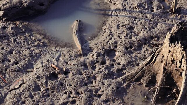 Mudskipper Crawling into a puddle of Mangrove forest and Sunbathing Relaxingly, Gulf of Thailand