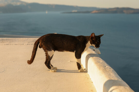 A black‑and‑white cat stands on a white wall overlooking the Aegean Sea in Santorini, Greece, basking in warm Mediterranean sunlight above the tranquil coast.