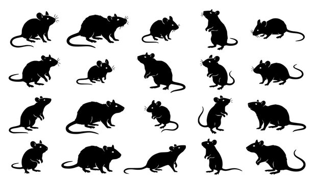 Rat and field mouse silhouette vector set with realistic standing rodent animal profiles isolated on white background