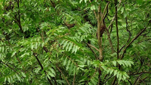 Closeup footage of an Asian barred owlet quietly perched on a tree branch while an alert pair of Himalayan bulbuls repeatedly mob and attack the owl during the early morning in the monsoon season.