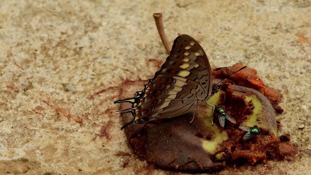Closeup wildlife footage of a Black rajah butterfly (Charaxes solon) feeding on a naturally fallen rotten pear on the forest floor during the monsoon season in Himachal Pradesh, India.