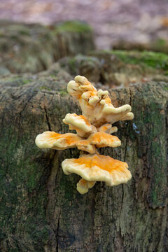 Chicken of the woods mushroom fungi growing on tree stump