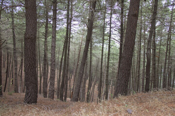 Fototapeta premium forest autumn winter pines trunks fog