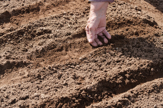 Close up of elderly female hand pressing seed into dry soil in garden bed, capturing rural planting work, earthy texture, natural sunlight, and hands on cultivation for home growing and agriculture