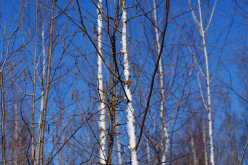 Obraz premium Close view of orange butterfly perched on peeling birch bark inside leafless forest, with intersecting twigs, pale trunks, and clear blue sky creating quiet early spring woodland atmosphere
