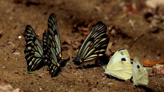 Real-time close-up.video showing great blackvein butterflies (Aporia agathon) gathering together and puddling on moist ground in their natural habitat during summer in Himachal Pradesh, India.