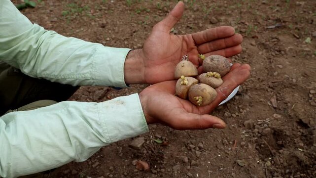 Real-time close-up video of a young South Asian farmer holding potato buds, or potato planting material, in his hand before planting during the summer season in Himachal Pradesh, India.