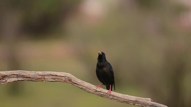Spotless starling perched on a branch with brown background.