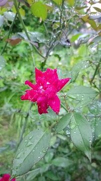 Vibrant Red Rose Flower Blooming with Fresh Raindrops in Garden Nature