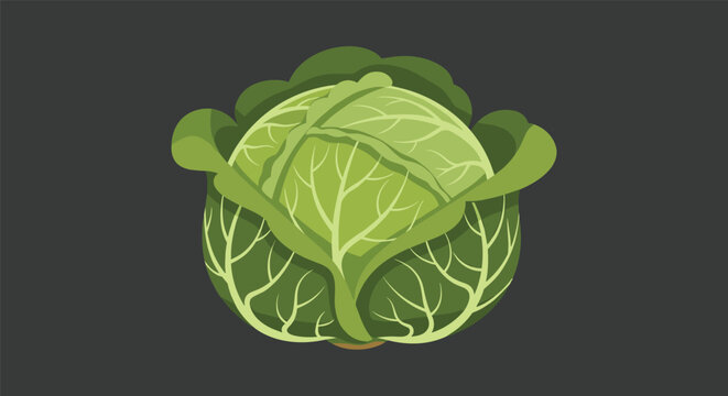 Healthy organic green cabbage head with detailed textured leaves stands isolated against a dark gray background.