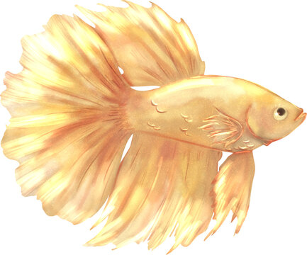 siamese fish watercolor