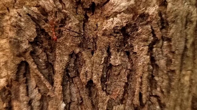 Macro Red Ant Climbing Bark (Oecophylla smaragdina) Work Ethic 4K
