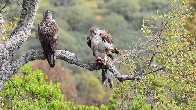  Bonelli's eagle couple on tree branch.