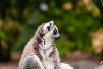 Fototapeta premium A shot of ring tailed lemur resting on a tree branch during sunny day in the zoo. High quality photo