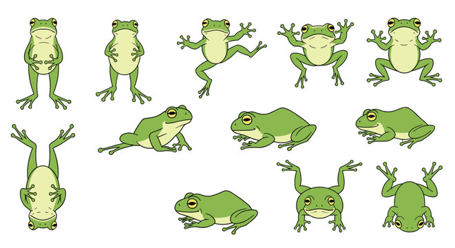 Green frogs in different poses and angles are shown in a set of colorful vector illustrations on a white background.