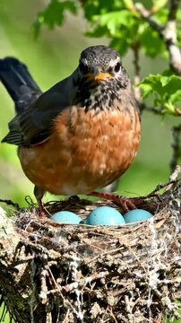 American Robin Bird Guarding Bright Blue Eggs in Nest